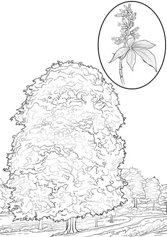 Horse Chestnut Coloring Page